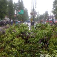 Hindari Kawasan Dago, Pohon Tumbang Tutup Jalan
