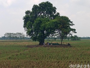 Tentang Petilasan Dampu Awang, Lokasi Pertapaan Baru Mbah Fanani