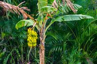  Pohon Pisang Ini Berbuah Lebat Karena Diperdengarkan Musik