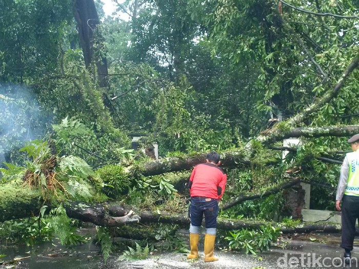 Hujan Badai di Bandung, Pohon tumbang di Dipenogoro