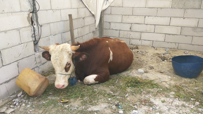 Melihat Kondisi Sapi yang Diamankan Panwaslu Kepulauan Seribu