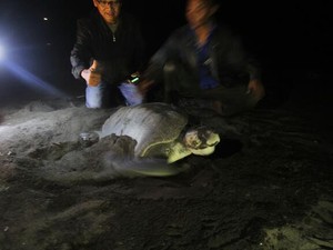 Lagi, Penyu Bertelur Di Pantai Boom Banyuwangi