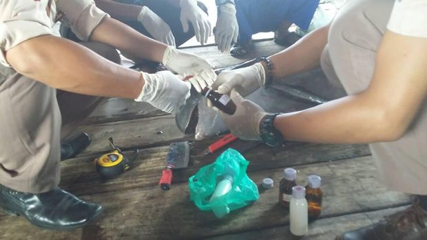 2 Lumba-lumba Ditemukan Mati Tersangkut Jaring Nelayan di Riau