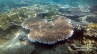 Traveler yang tinggal di Jakarta bisa dengan mudah mencapai Pulau Sepa. Hanya 2 jam dari Pelabuhan Marina Ancol, pulau ini menawarkan kegiatan bawah laut yang bikin lupa daratan. Karang dan ikan cantiknya bikin betah main di laut. (Andreas H Muljadi/dTraveler)