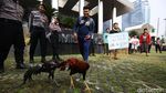 Sabung Ayam Jago KPK vs Setnov