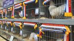 Labu Raksasa dan Pekan Raya Terbesar di Sydney