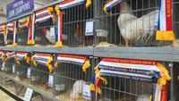 Di Royal Easter Show, bahkan ada kompetisi ayam terbaik. Kemudian ada juga demonstrasi memerah susu sapi (Fitraya/detikTravel)