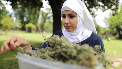 Biarawati AS Produksi Obat-obatan dari Ganja