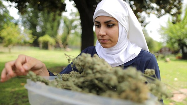 Biarawati AS Produksi Obat-obatan dari Ganja