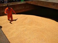 Mentan Lepas Pengiriman 10 ribu ton Jagung dari Gorontalo ke Jawa