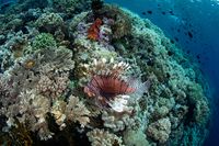 Dunia bawah laut yang indah di Wakatobi (Thinkstock)