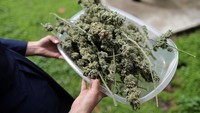 Ganja telah dilegalkan untuk penggunaan medis di beberapa negara bagian di Amerika. Para biarawati mengklaim dapat mengubah ganja menjadi ramuan obat untuk menyembuhkan berbagai penyakit. REUTERS/Lucy Nicholson.
