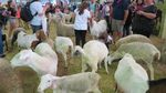 Labu Raksasa dan Pekan Raya Terbesar di Sydney