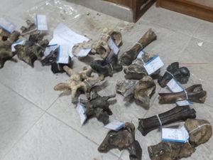 Mau Gali Makam, Eh Malah Temukan Fosil Gajah