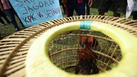 Ayam dimasukkan ke kandang usai diadu.