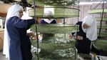 Biarawati AS Produksi Obat-obatan dari Ganja