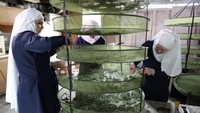 Mereka kemudian memilah ganja-ganja kering tersebut. REUTERS/Lucy Nicholson.