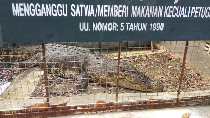 Warga Aceh Singkil Pancing Buaya 5 Meter, Kini Diamankan BKSDA
