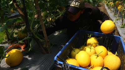 Panen Melon Petani Binaan