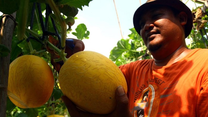 Petani Jangan Hanya Tanam Pajale