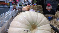 Ada buah labu dengan ukuran sampai 113 kg. Selebihnya ada pameran karya seni berbagai jenis yang juga dilombakan dari fashion sampai lukisan (Fitraya/detikTravel)