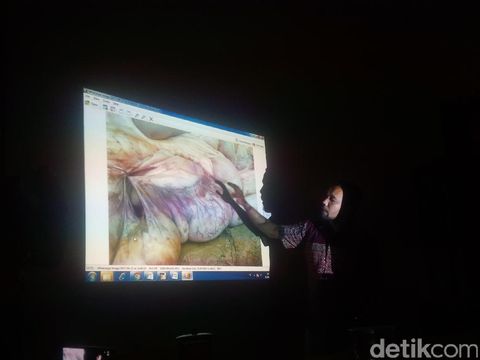 Seekor Gajah Betina Ditemukan Mati di Langkat Sumut