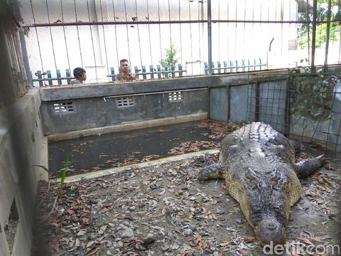 Warga Aceh Singkil Pancing Buaya 5 Meter, Kini Diamankan BKSDA