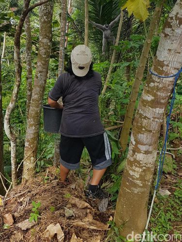 Cerita Warga soal Aneka Tingkah Owa Jawa di Cimaranginan Sukabumi