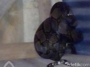 Ular Piton 4 Meter Masuk Kandang Ayam Warga di Jambi