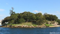 Cruise melewati Royal Botanic Garden, kebun rayanya Sydney. Ujungnya berbentuk tanjung bernama Mrs Macquairies Point yang merupakan spot selfie favorit dengan latar pemandangan Sydney Opera House dan Sydney Harbour Bridge (Fitraya/detikTravel)