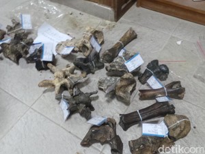 Sudah Tidak Ada Lagi Pencurian Fosil di Sangiran