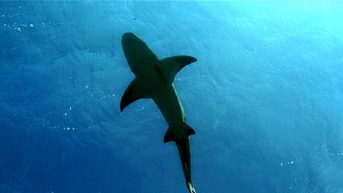 Upaya Cegah Serangan Hiu dengan Drone