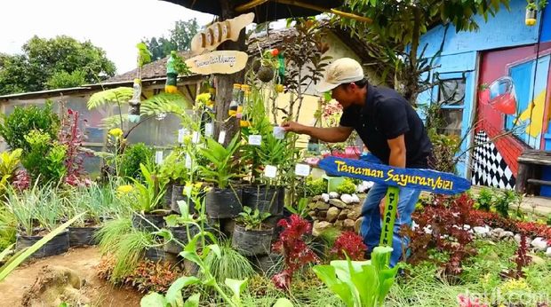 Kampung ini pun begitu hijau dan subur (Hakim/detikTravel)