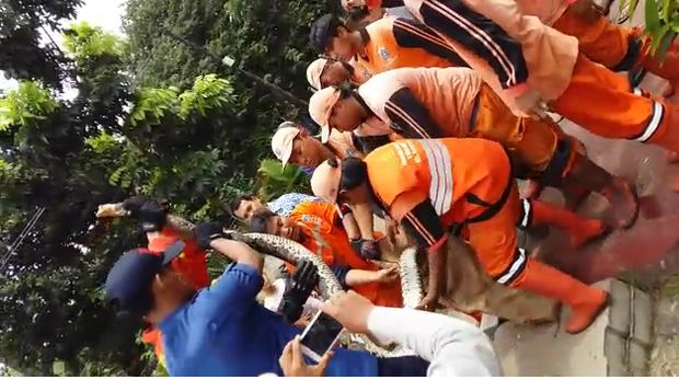 Ular yang berhasil ditangkap dimasukkan ke karung