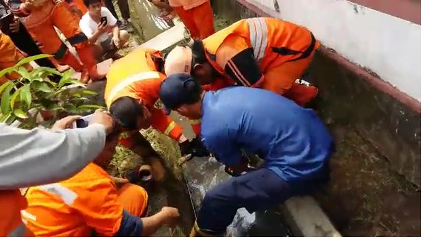 Detik-detik Ular 4 Meter Dilakban dan Ditarik dari Got di Pasar Minggu