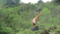 Kambing gunung di hutan Desa Dirun. Fulan Fehan ada di Gunung Lakaan, Desa Dirun, Kecamatan Lamaknen, Kabupaten Belu yang berbatasan dengan Timor Leste (Fitraya/detikTravel)