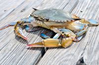 Ini Beda Kepiting Betina hingga Jantan Serta Cara Pilih Kepiting Segar