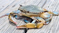 Begini Awal Mula Kepiting Jalan Menyamping