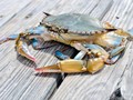 Begini Awal Mula Kepiting Jalan Menyamping