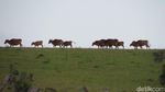 Bukan di Australia, Ini Padang Rumput di Atambua