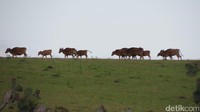Sekawanan sapi berjalan di punggung bukit. Terserah mau kemana, Fulan Fehan seperti padang rumput yang tidak berujung (Fitraya/detikTravel)