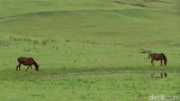 Fulan Fehan, sabana di kawasan Kabupaten Belu, kabupaten yang berbatasan dengan Timor Leste. (Fitraya Ramadhanny/detikcom)