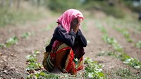 Seorang petani wanita di Ahmedabad, tak kuat menahan panas. Ia terlihat menutup wajahnya dengan kain. REUTERS/Amit Dave.