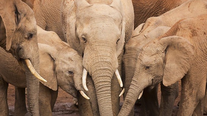 Mengapa Kita Tak Boleh Kencing di Depan Gajah?