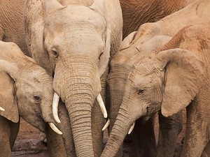 Mengapa Kita Tak Boleh Kencing di Depan Gajah?