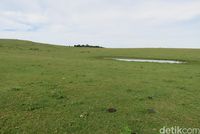 Taruh Rumput di Atas Meja, Restoran Ini Bikin Pengunjung Kesal