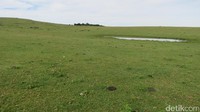 Sabana ini luas, luas sekali. Sejauh mata memandang yang ada adalah rumput hijau yang pendek rapi. Seperti lapangan golf saja (Fitraya/detikTravel)