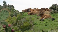Kawanan sapi beristirahat di sela-sela hutan kaktus. Pepohonan yang ada di sini hanya kaktus saja. Mereka bertebaran di berbagai sudut sabana, dekat batu-batu karang yang mencuat di sana-sini (Fitraya/detikTravel)