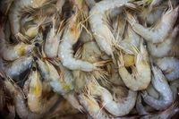 Mengapa Kepiting dan Udang Menjadi Kemerahan Saat Dimasak?