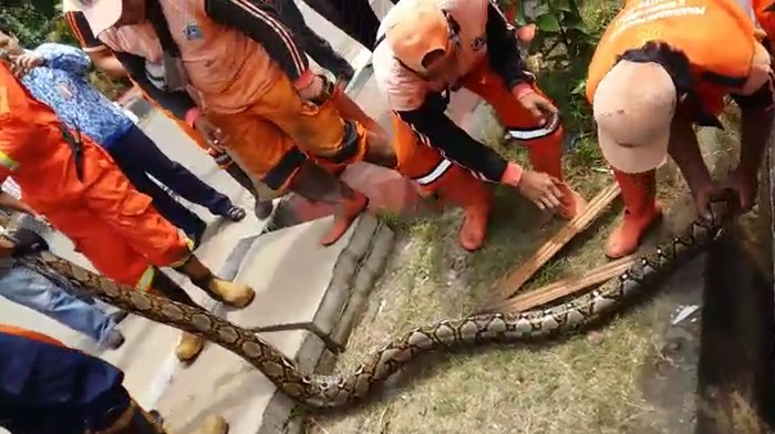 Pasukan Oranye Temukan 3 Ular Besar dalam Setahun di Pejaten